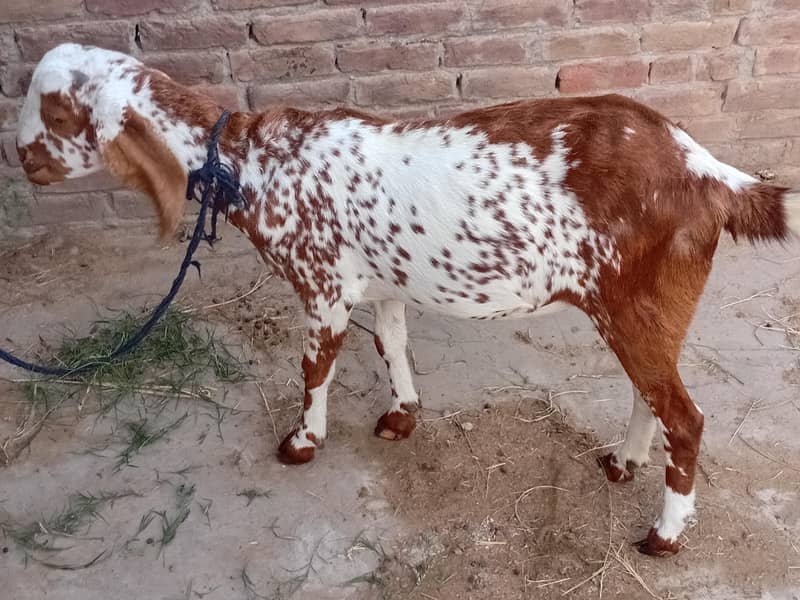 bakra aur bakri 8