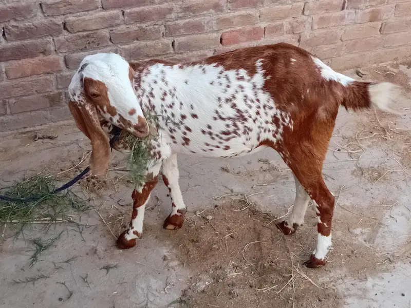 bakra aur bakri — photo 10