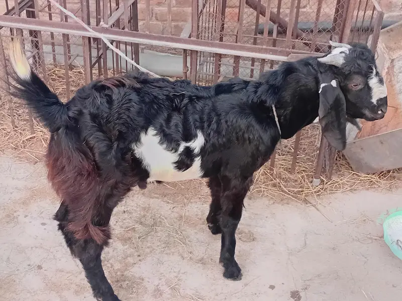 bakra aur bakri — photo 11
