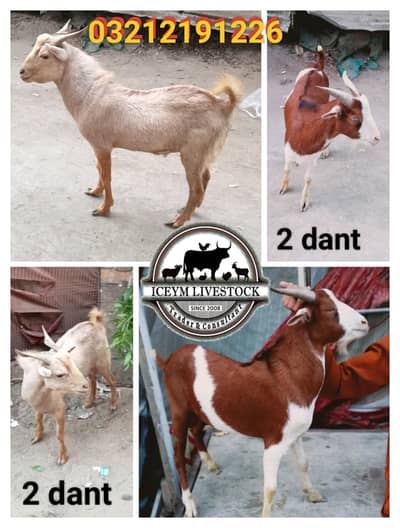 do dant dono male kodu size