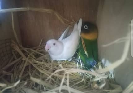 Lovebirds for sale healthy