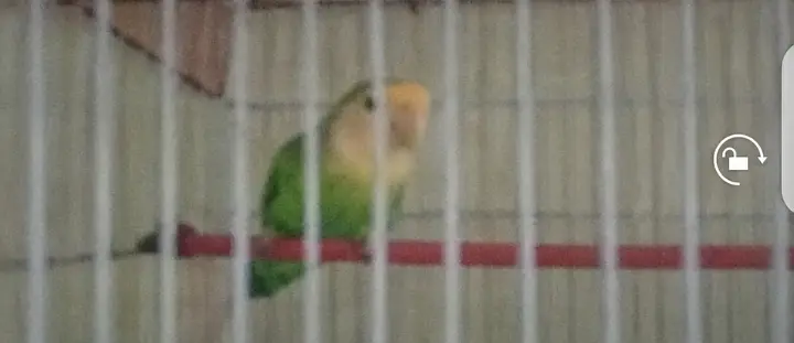 Lovebirds for sale healthy — photo 2