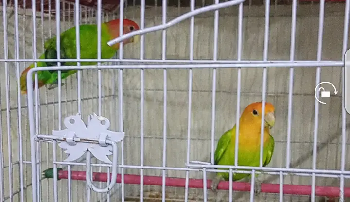 Lovebirds for sale healthy — photo 3