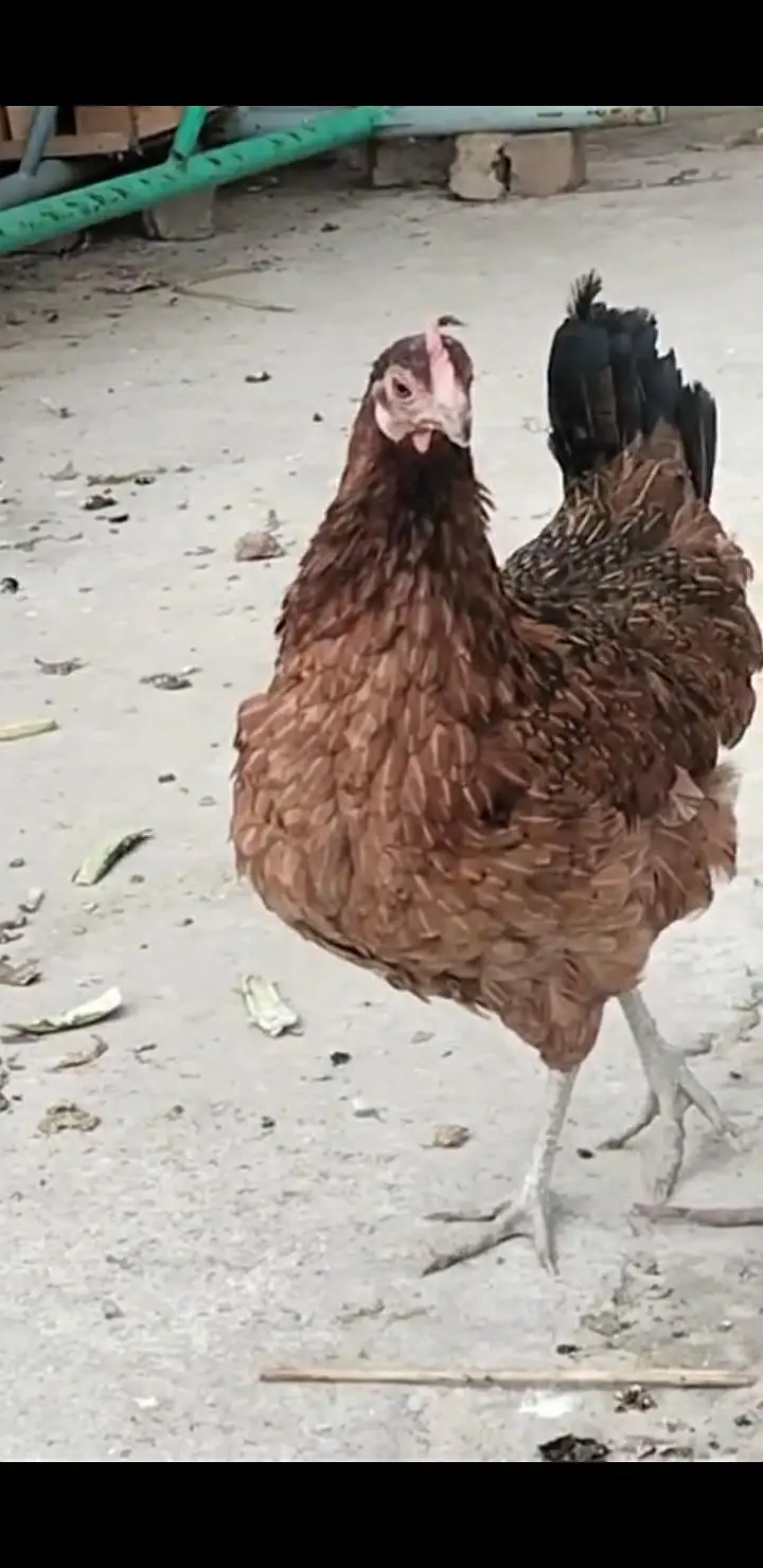 kurak huny wali Desi Murgia — photo 2