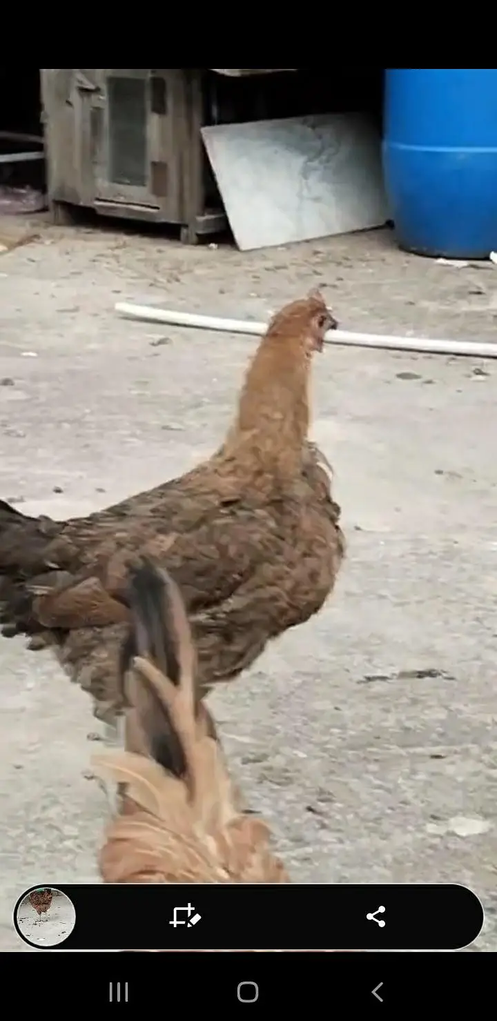 kurak huny wali Desi Murgia — photo 3