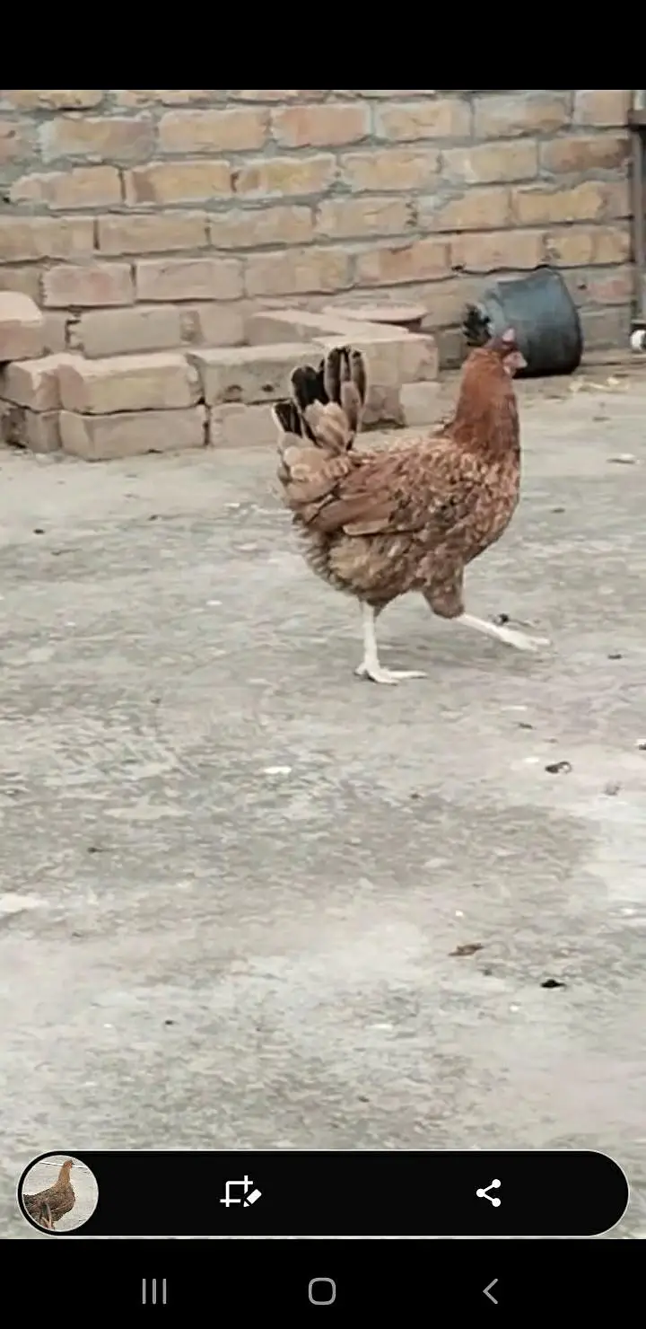 kurak huny wali Desi Murgia — photo 7