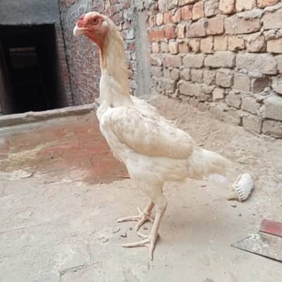 White shamo breeder female