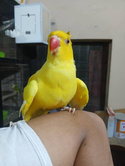 yellow Ringneck Red I