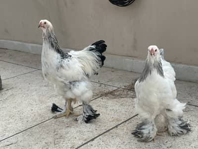 Original  Brahma pair, Healty and Beautiful, in Economical Price