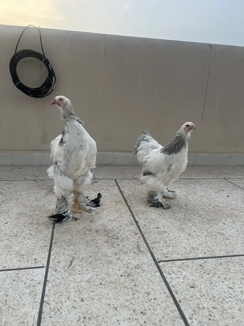 Original  Brahma pair, Healty and Beautiful, in Economical Price — photo 3