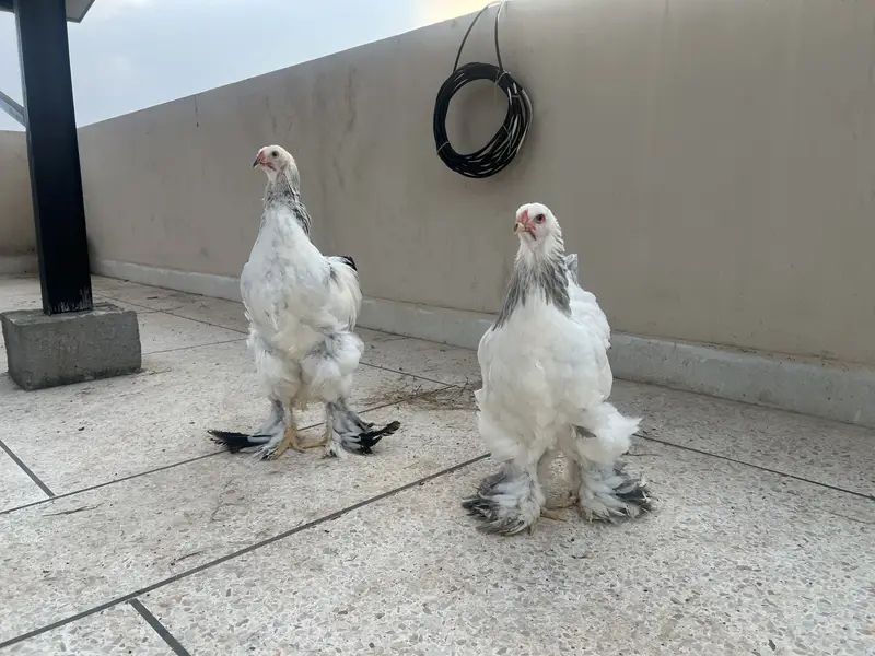 Original  Brahma pair, Healty and Beautiful, in Economical Price — photo 4