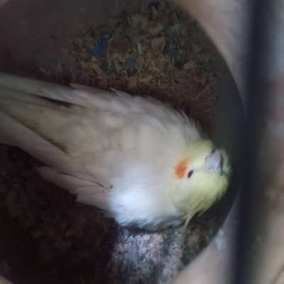 cream female white male breeder pair for sale