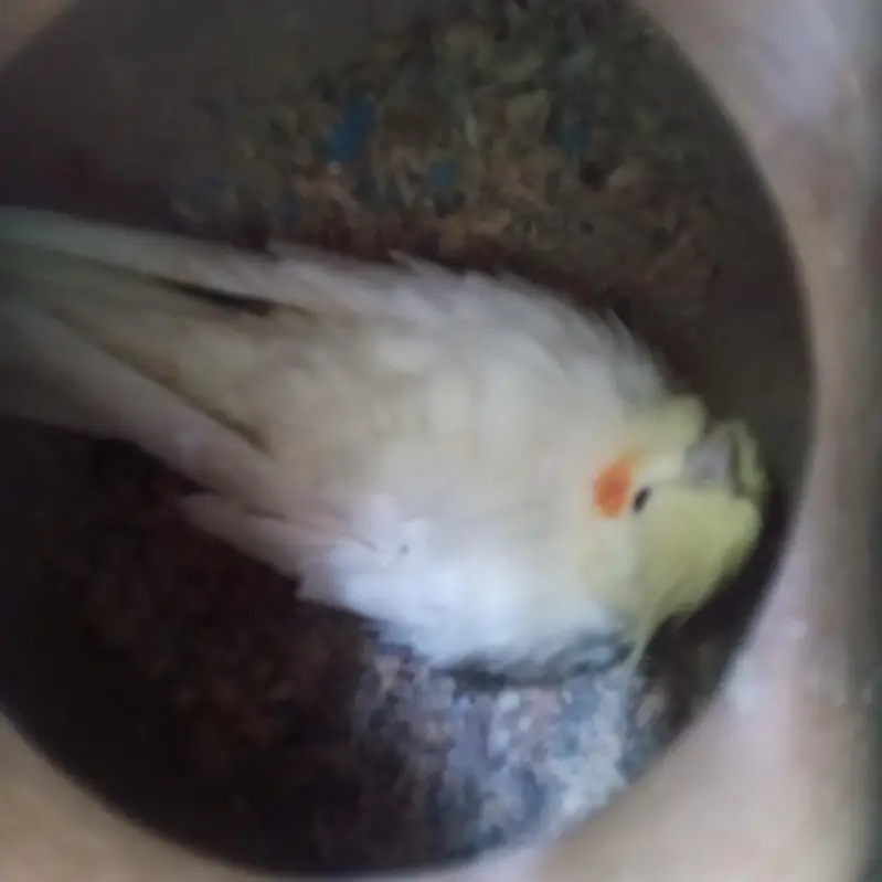 cream female white male breeder pair for sale — photo 2