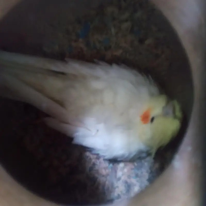 cream female white male breeder pair for sale — photo 3