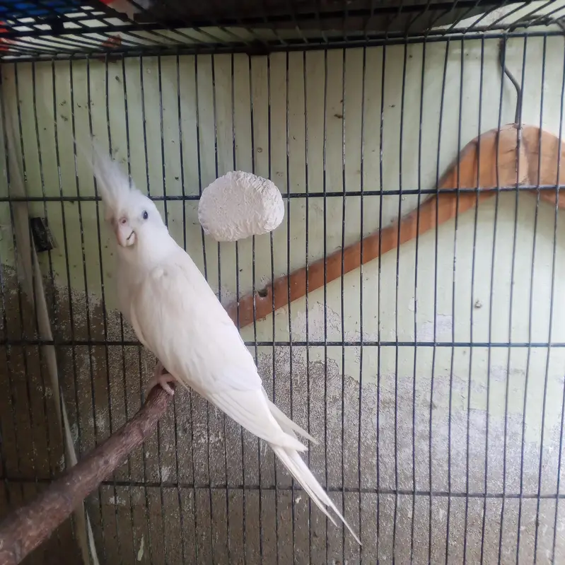 cream female white male breeder pair for sale — photo 4