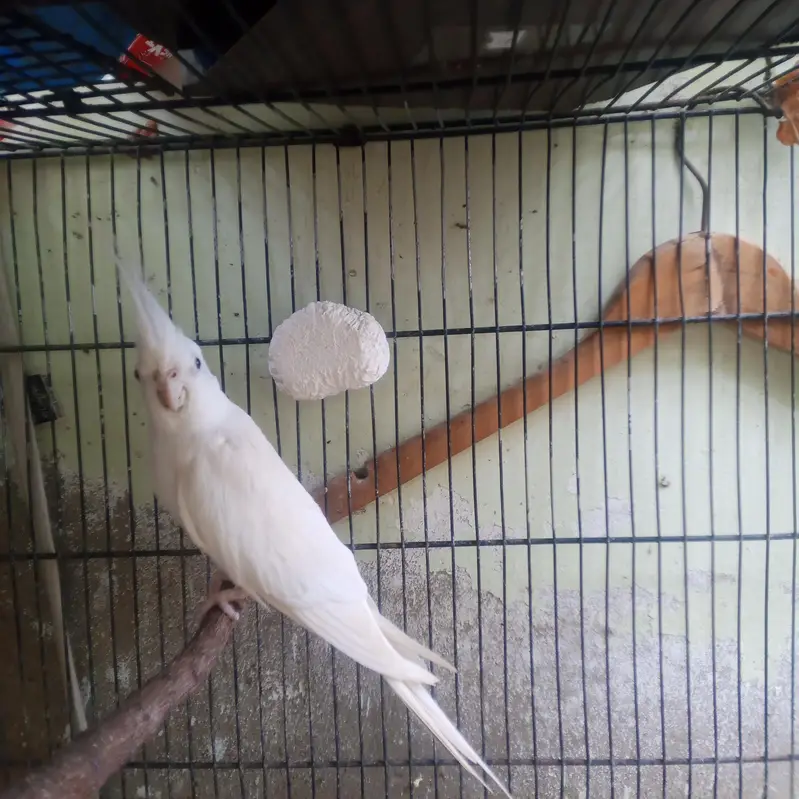 cream female white male breeder pair for sale — photo 5