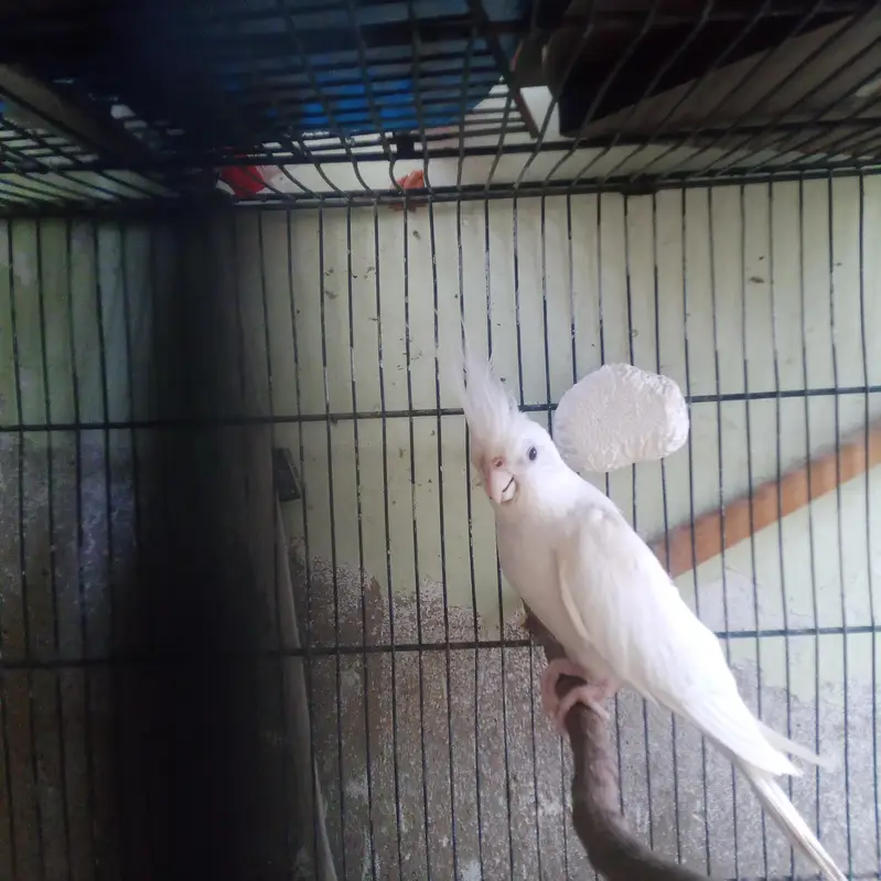 cream female white male breeder pair for sale — photo 6