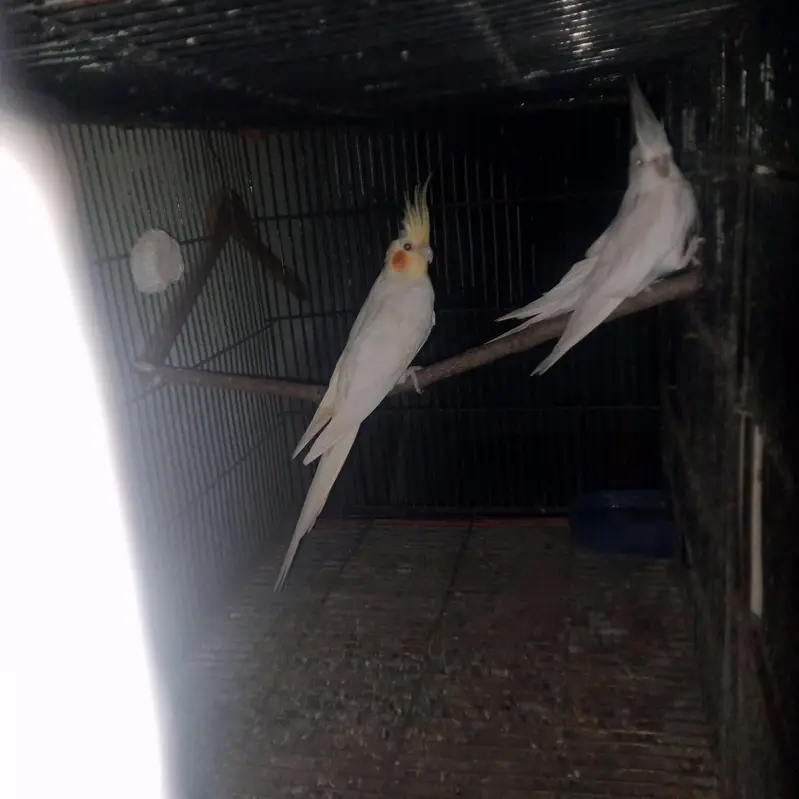 cream female white male breeder pair for sale — photo 7