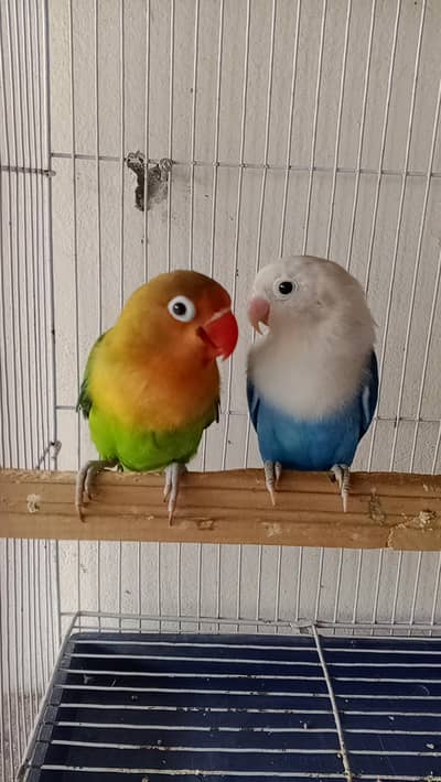 beautiful love birds confirm pair and going in nest