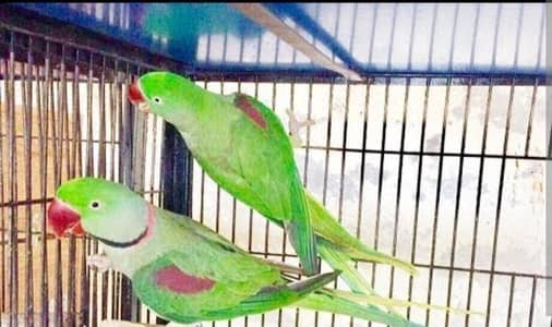 Breeder Pair Raw with free Round cage