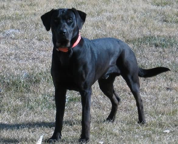 Palthu dog 0