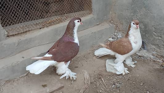 Lahore Sherazi pigeon dono male