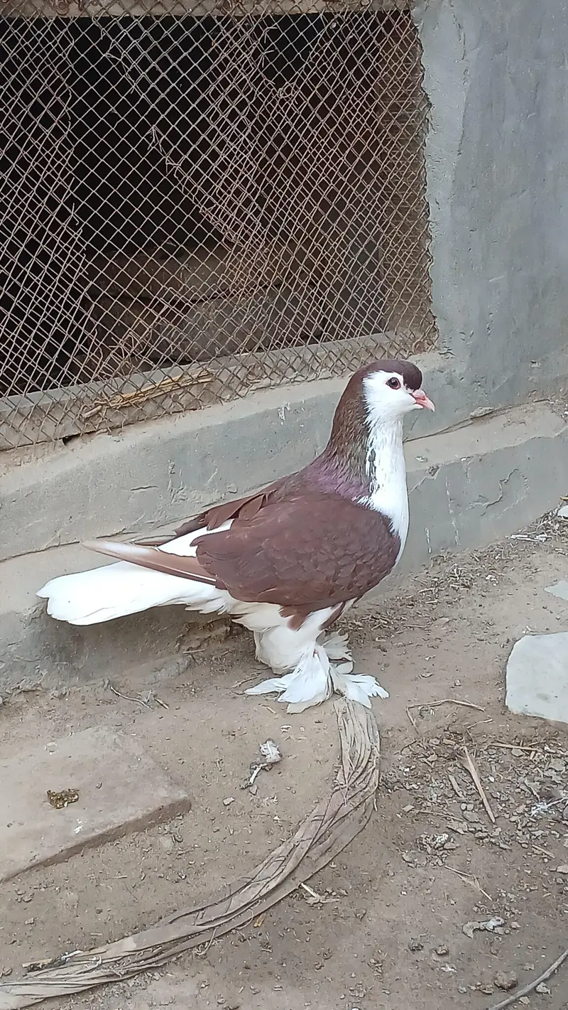 Lahore Sherazi pigeon dono male — photo 3