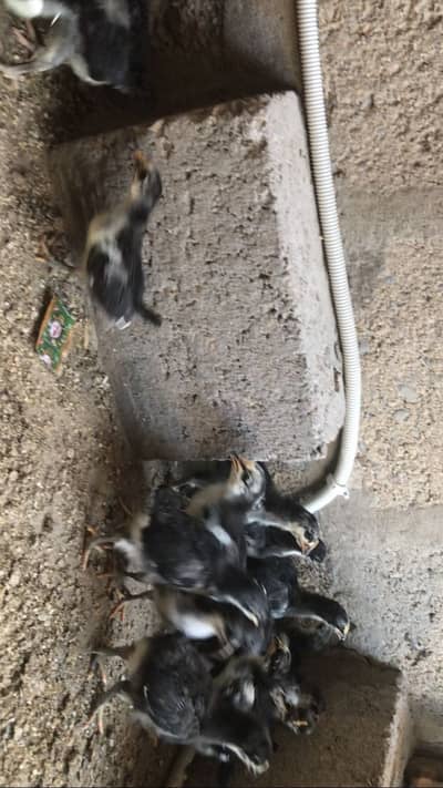 Austrolab chicks