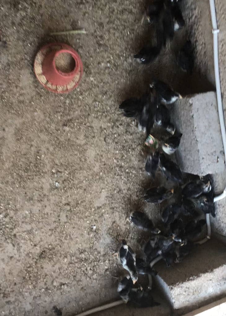 Austrolab chicks 1