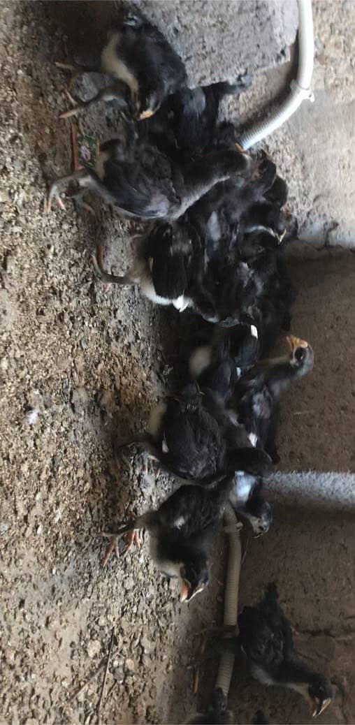 Austrolab chicks 2