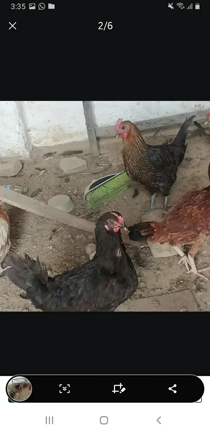 kurak huny wali Desi Murgia — photo 9