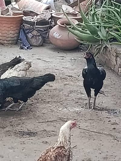aseel hens top quality