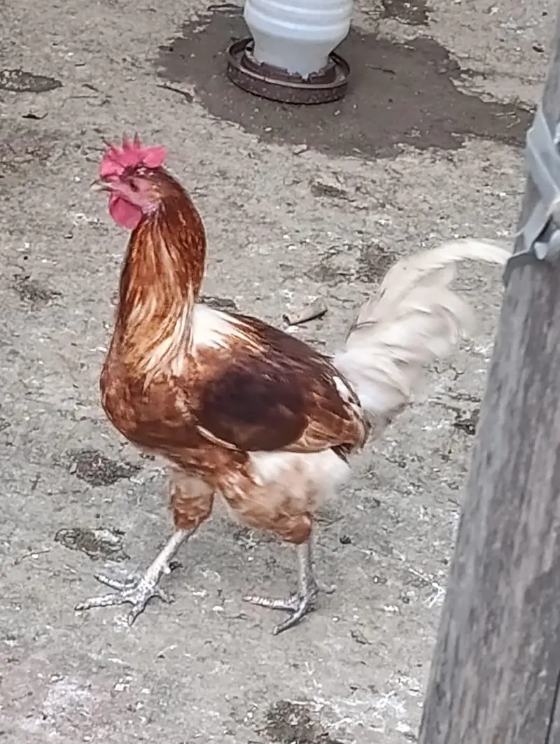 aseel hens top quality — photo 2