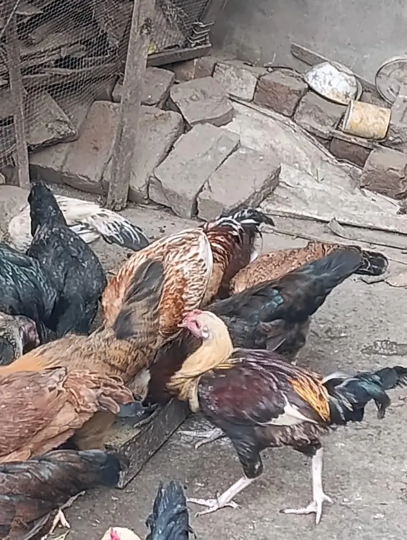 aseel hens top quality — photo 3