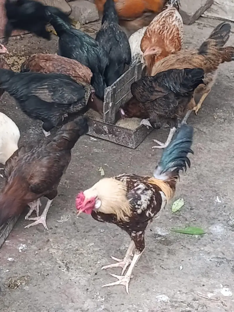 aseel hens top quality — photo 4