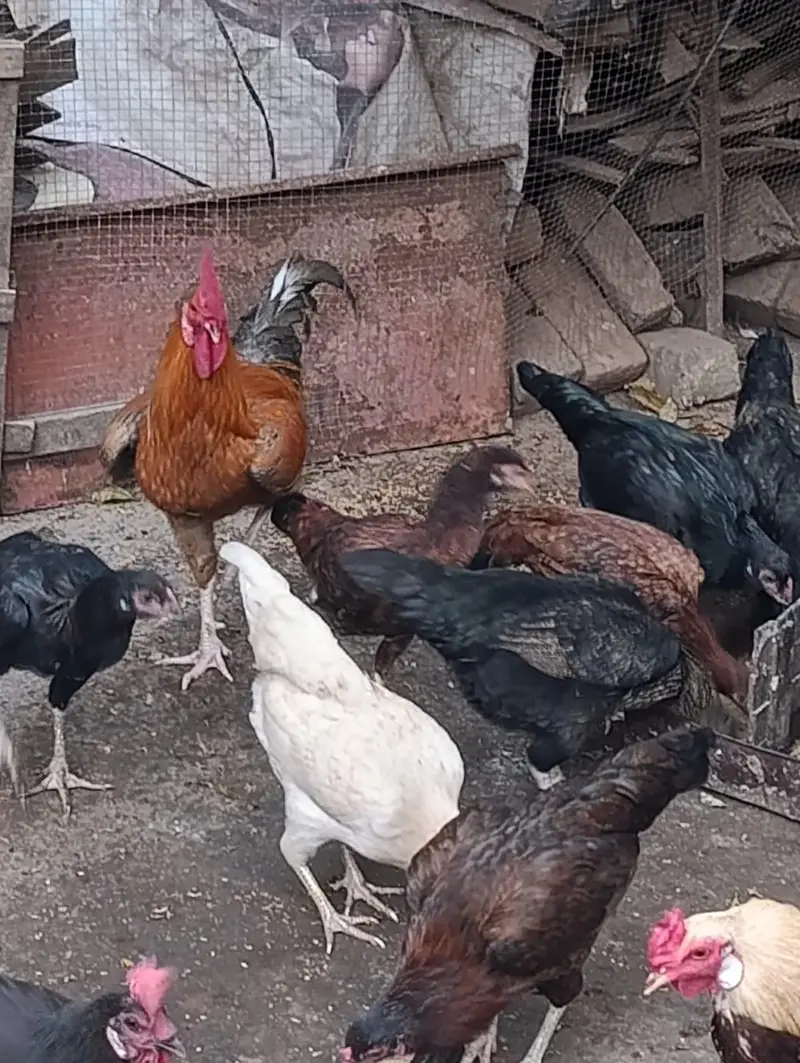 aseel hens top quality — photo 5