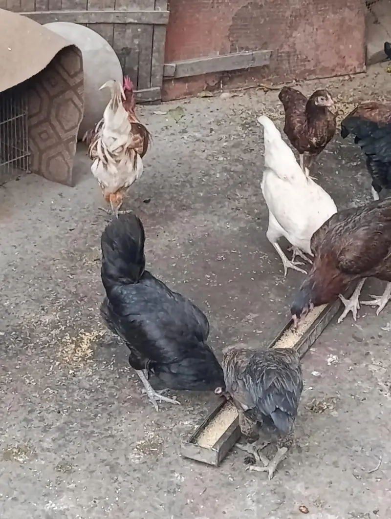 aseel hens top quality — photo 6