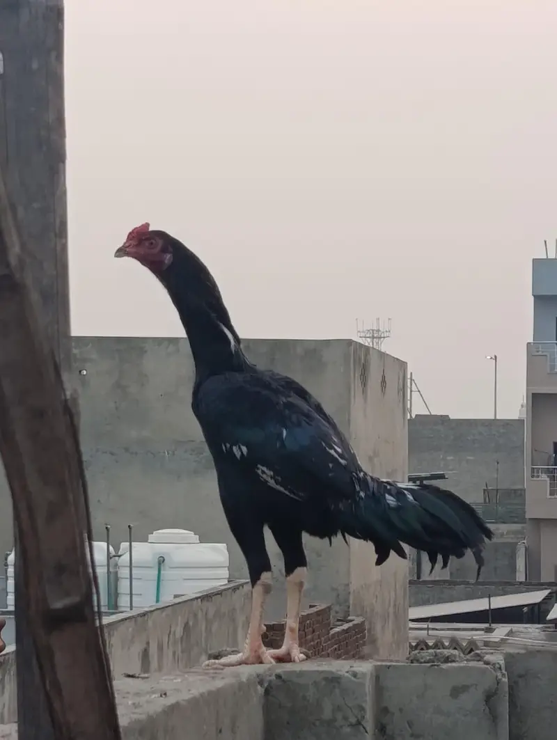 aseel hens top quality — photo 7