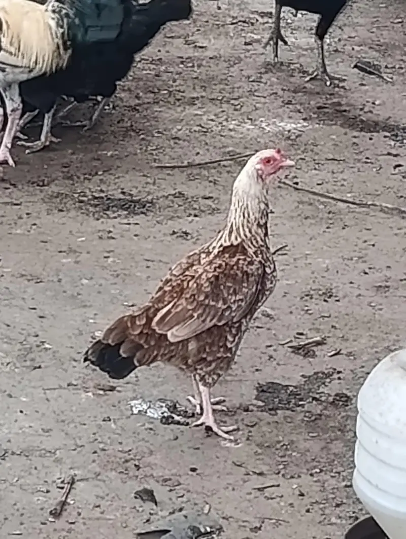 aseel hens top quality — photo 8