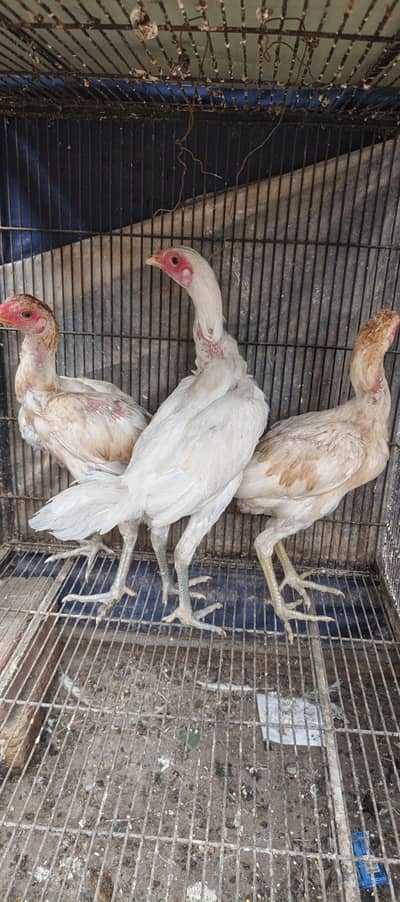 Parrot Beak Pair, White Thai, Dragon Pathi Shamo Pathy