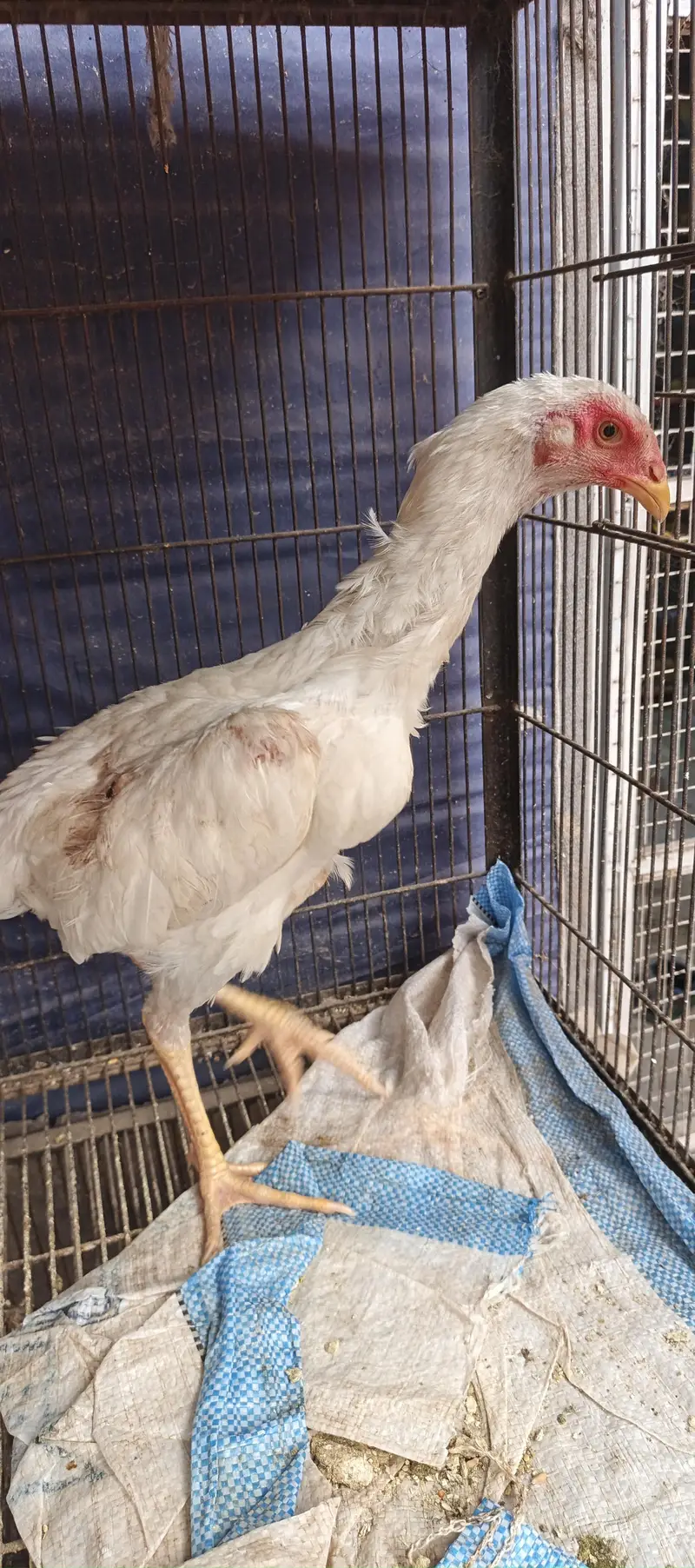Parrot Beak Pair, White Thai, Dragon Pathi Shamo Pathy — photo 2