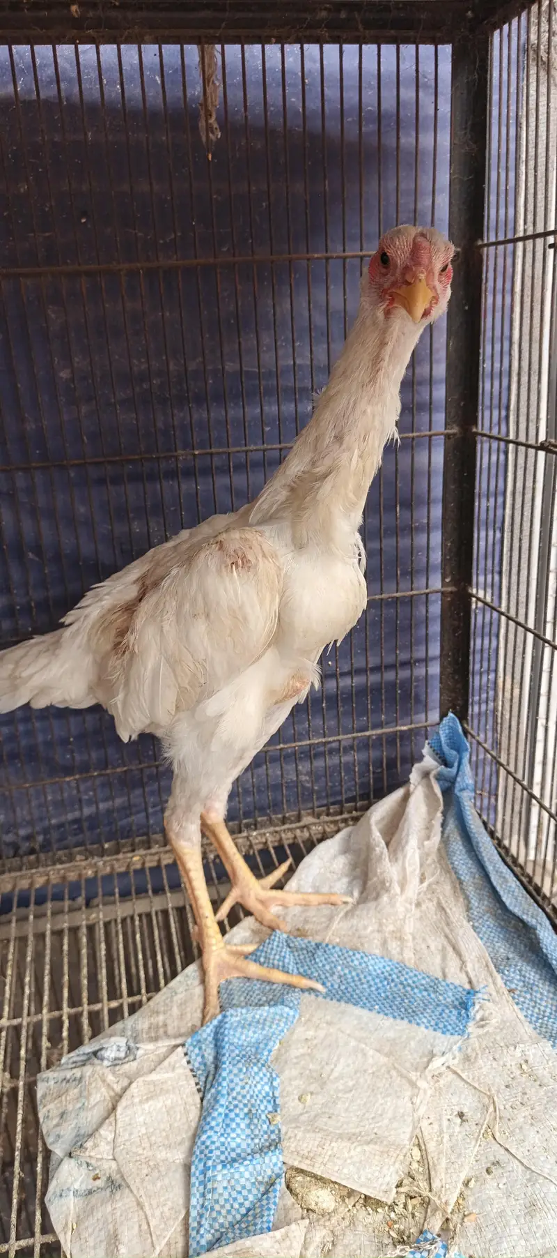 Parrot Beak Pair, White Thai, Dragon Pathi Shamo Pathy — photo 3
