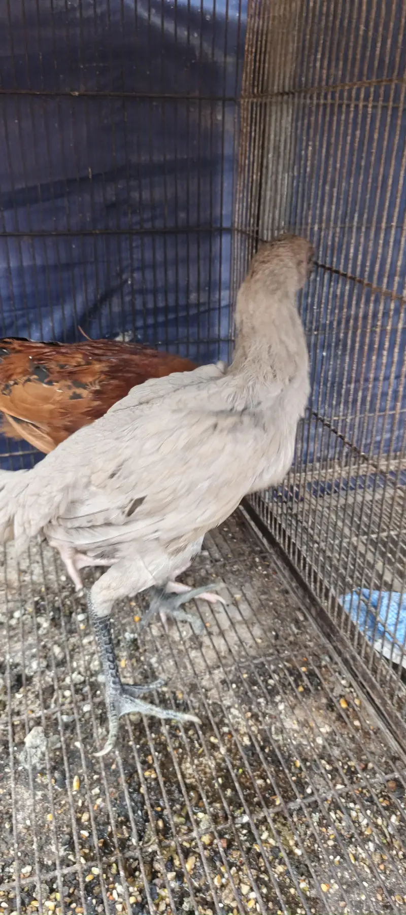 Parrot Beak Pair, White Thai, Dragon Pathi Shamo Pathy — photo 4