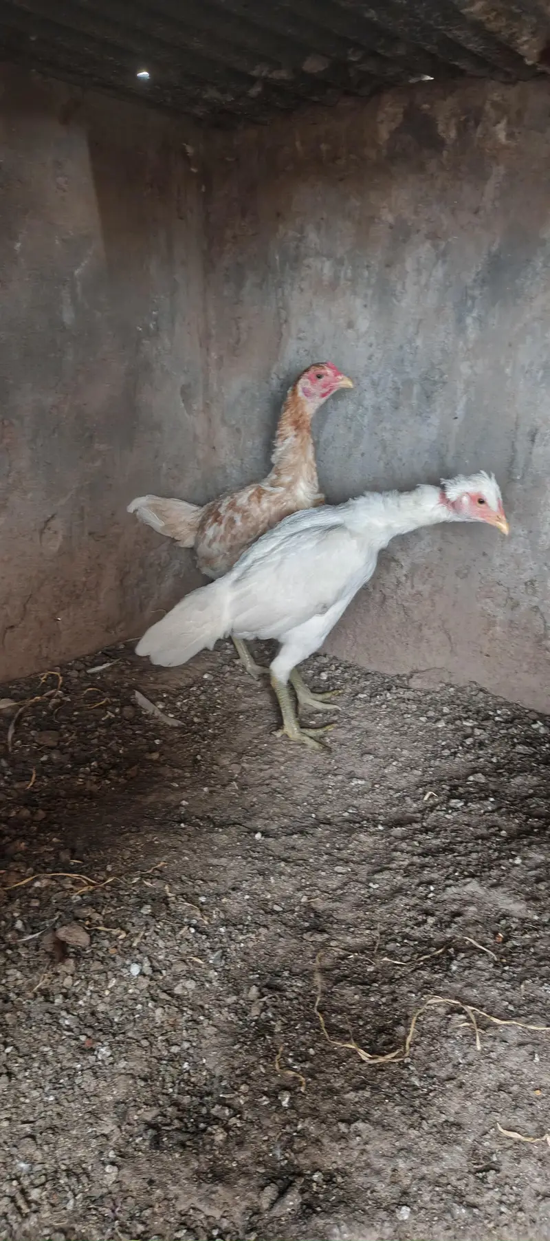 Parrot Beak Pair, White Thai, Dragon Pathi Shamo Pathy — photo 12