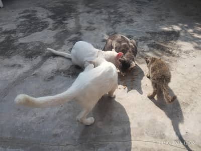 Cats and kittens