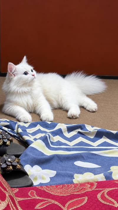 Cat For Sell
