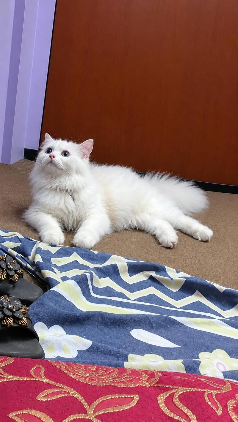 Cat For Sell 1
