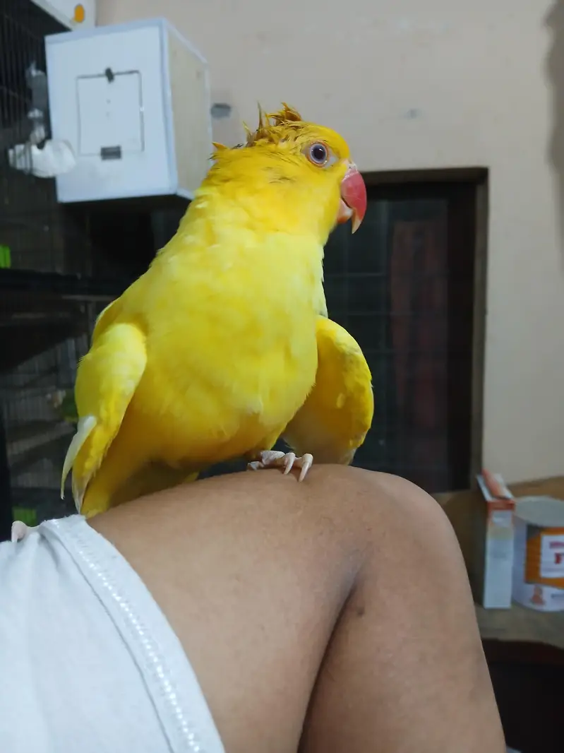 Yellow red eye tame parrort — photo 2