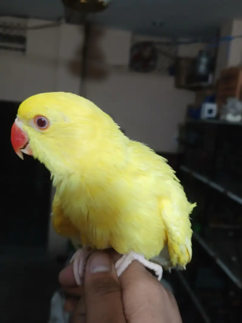 Yellow red eye tame parrort — photo 3