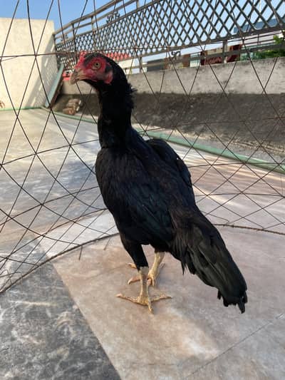 lasani aseel pathi